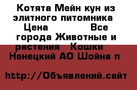 Котята Мейн-кун из элитного питомника › Цена ­ 20 000 - Все города Животные и растения » Кошки   . Ненецкий АО,Шойна п.